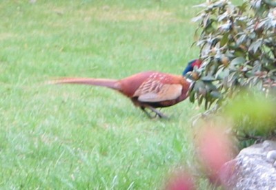 pheasant fighting